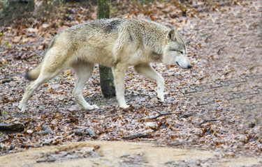 Large tan wolf walking on leaves.