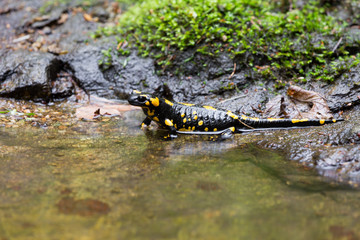 Feuersalamander am Wasser