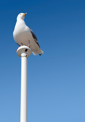 Seagull perched on a flag pole.