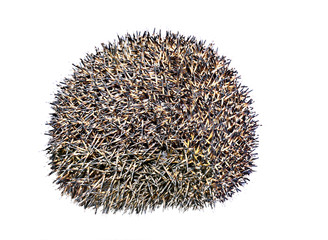Forest wild hedgehog isolated