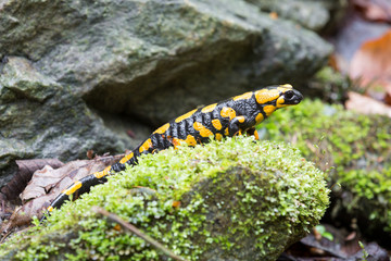 Feuersalamander auf einem Stein