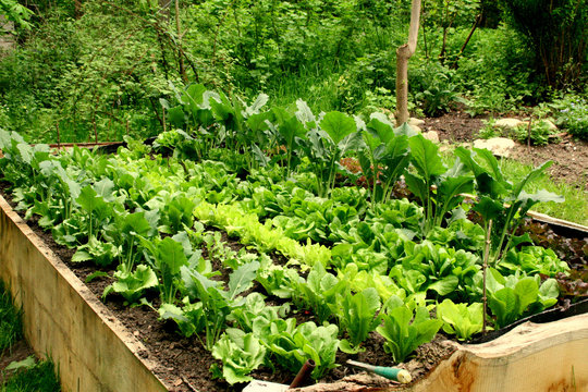 vegetable garden