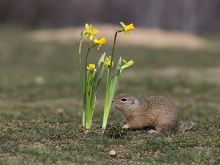 Naklejka na ściany i meble European ground squirrel (Spermophilus citellus) sniffs a flower (yellow narcissus). 