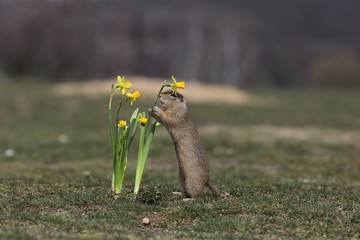 European ground squirrel (Spermophilus citellus) sniffs a flower (yellow narcissus). 