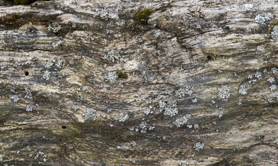 Lichen on old tree background