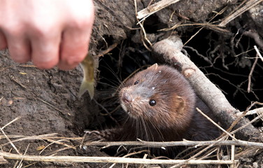  European mink  (lat. Mustela lutreola) eats fish from a hand