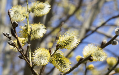 Beautiful pussy willow flowers branches on wind