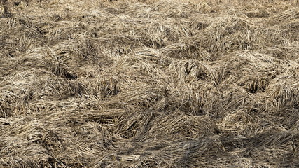 Dry grass on a bog, spring time