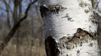 Young birch bark on wind