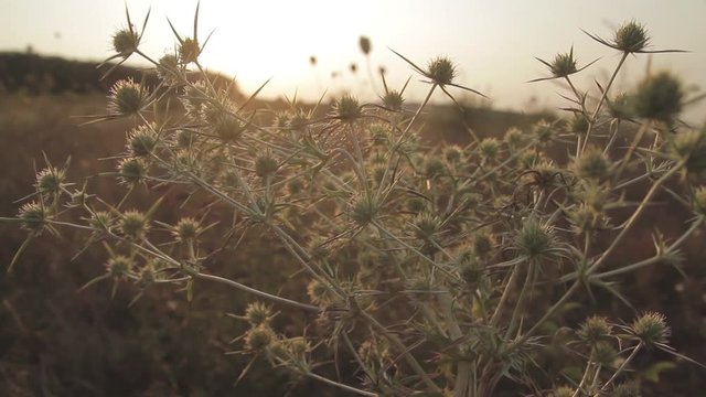 Soft Focus of the Spike and Yellow Dried Grass in the Heath during Sunset. Handheld shot and rack focus. 