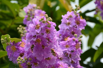 Purple flowers.