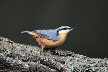 The Eurasian nuthatch or wood nuthatch (Sitta europaea) sitting on the branch