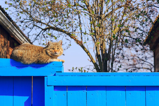 Red Cat Sitting On The Blue Fence In The Village 