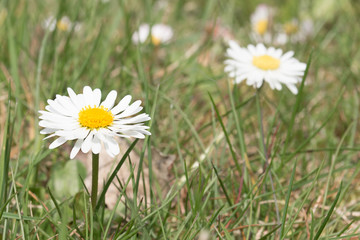 G&auml;nsebl&uuml;mchen im Fr&uuml;hling auf der Wiese