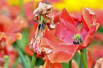 Dried tulip flower