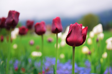Tulips and colorful spring flowers