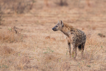 Naklejka na ściany i meble Spotted hyena (Crocuta crocuta), Kruger Park, South Africa