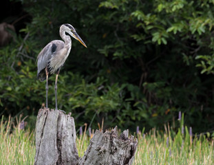 Great Blue Heron perched on a log with green grass and foliage background. Taken in Florida, USA.