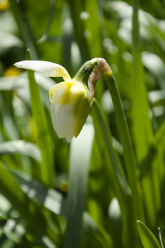 Распускающийся нарцисс (Blossoming daffodil)