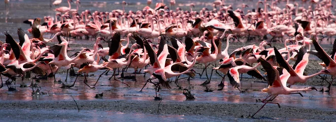 Photo sur Plexiglas Flamant Big group flamingos on the lake. Kenya. Africa. Nakuru National Park. Lake Bogoria National Reserve. An excellent illustration.
