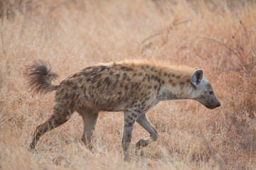Naklejka na ściany i meble Spotted hyena (Crocuta crocuta), Kruger Park, South Africa