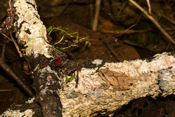 Northern Spring Peeper