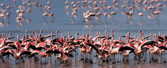 Plakat Big group flamingos on the lake. Kenya. Africa. Nakuru National Park. Lake Bogoria National Reserve. An excellent illustration.