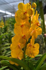 Fototapeta premium beautiful yellow mokara hybrid orchid flower in nursery