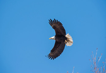 Bald Eagle Flying
