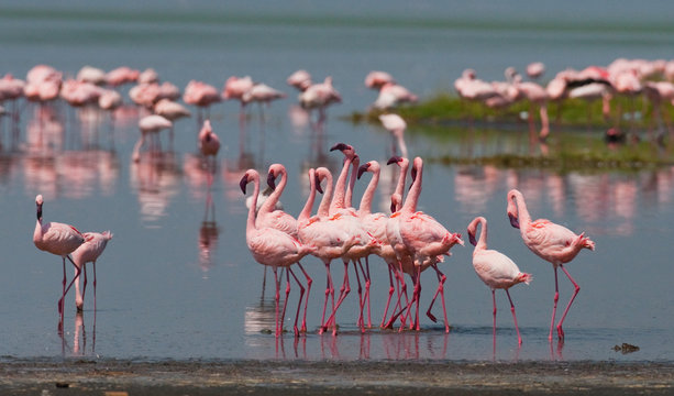 The courtship dance flamingo. Kenya. Africa. Nakuru National Park. Lake Bogoria National Reserve. An excellent illustration.