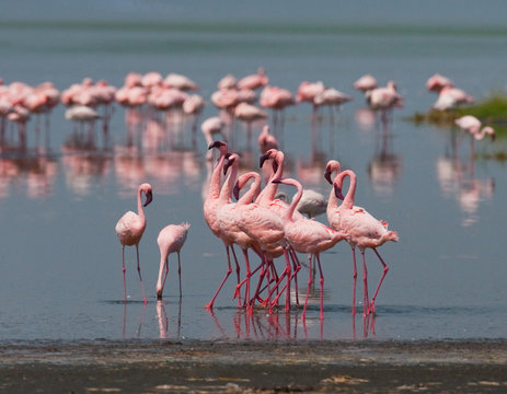The courtship dance flamingo. Kenya. Africa. Nakuru National Park. Lake Bogoria National Reserve. An excellent illustration.