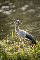 Asian Openbill.