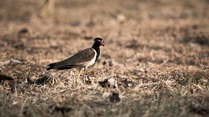 Red-wattled Lapwing