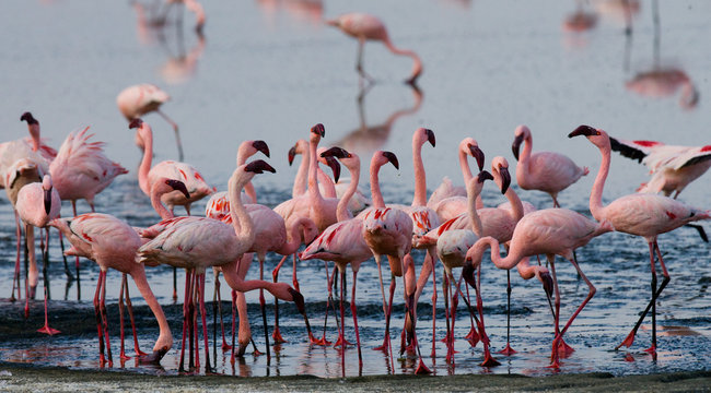 Flamingos on the lake. Kenya. Africa. Nakuru National Park. Lake Bogoria National Reserve. An excellent illustration.