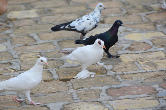 A tumbler pigeon walking with other doves