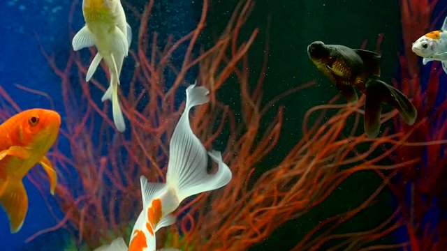 Goldfish Swimming In Freshwater Aquarium