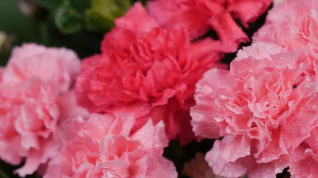Panning shot of close-up carnation flower