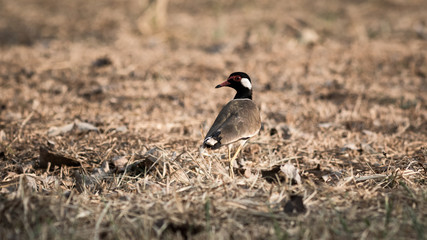 Red-wattled Lapwing