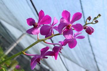 beautiful mokara hybrid orchid flower in nursery