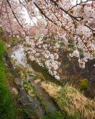 Fototapeta premium Sakura season in Japan, Cherry Blossom with Soft focus,