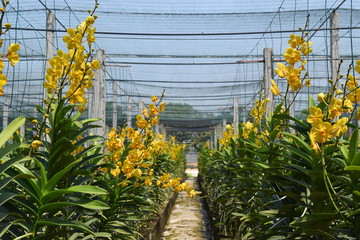 beautiful yellow mokara hybrid orchid flower in nursery