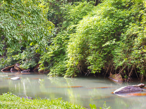 Fototapeta Tropical forest. inTatton National Park, Chaiyaphum. Thailand.