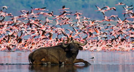 Naklejka premium Buffalo lying in the water on the background of big flocks of flamingos. Kenya. Africa. Nakuru National Park. Lake Bogoria National Reserve. An excellent illustration.