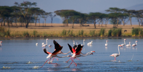Fototapeta premium Group of flamingos before takeoff. Kenya. Africa. Nakuru National Park. Lake Bogoria National Reserve. An excellent illustration.