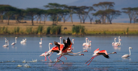 Group of flamingos before takeoff. Kenya. Africa. Nakuru National Park. Lake Bogoria National Reserve. An excellent illustration.