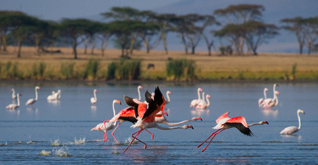 Group of flamingos before takeoff. Kenya. Africa. Nakuru National Park. Lake Bogoria National Reserve. An excellent illustration. © gudkovandrey