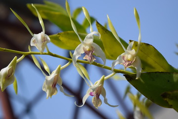 beautiful hybrid orchid flower in nursery