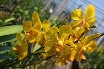 beautiful yellow mokara hybrid orchid flower in nursery
