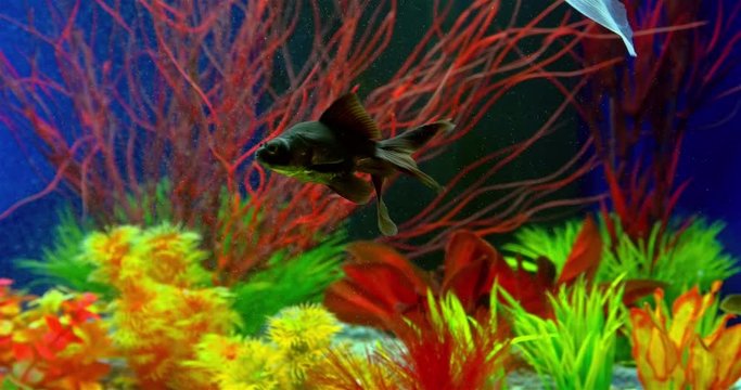 Goldfish Swimming In Freshwater Aquarium