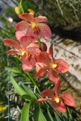 beautiful mokara hybrid orchid flower in nursery